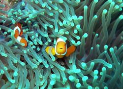 Yet another nemo wannabe. Planer Rock, Madang, Papua New ... by Jan Messersmith 